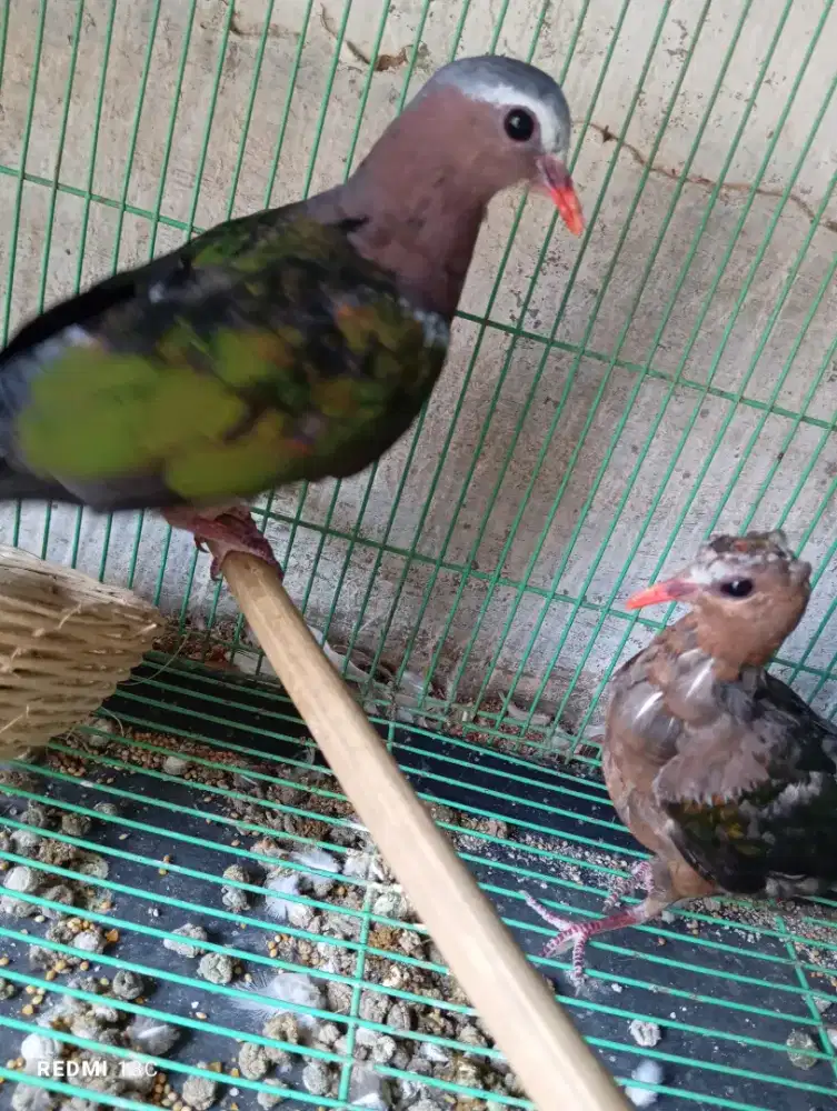 Burung merpati alam punai tanah sepasnag