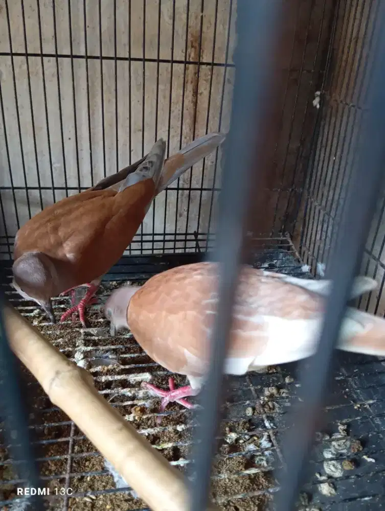 Burung puter Irak sepasang