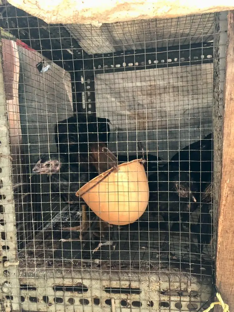 Ayam kampung kub usia 3bln