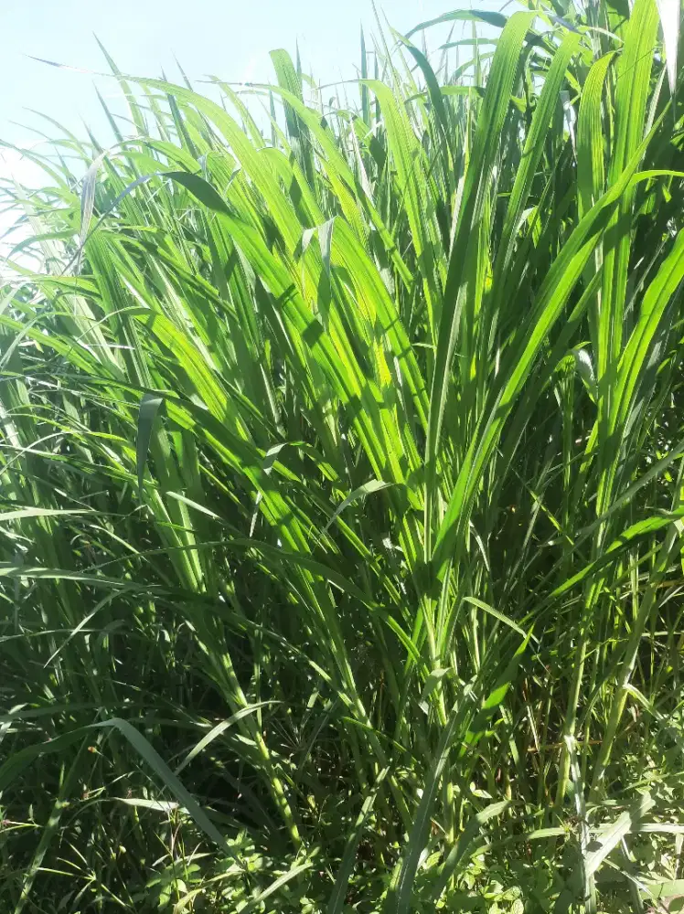 Rumput pakchong pakcong