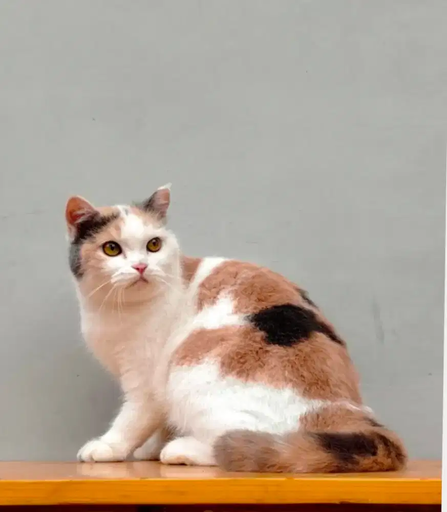 British Shorthair CALICO DILUTE ped cfa