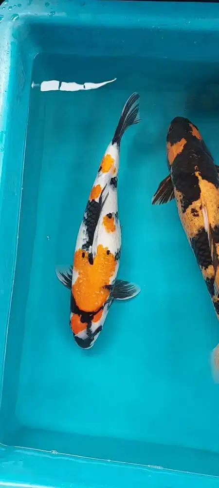 Ikan Koi Jumbo Showa Utsuri