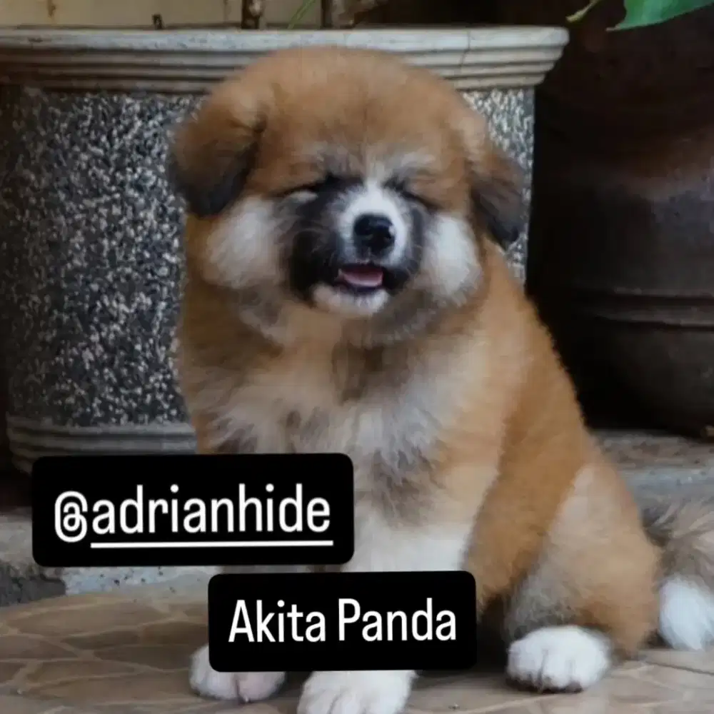 Akita Inu Panda Rare