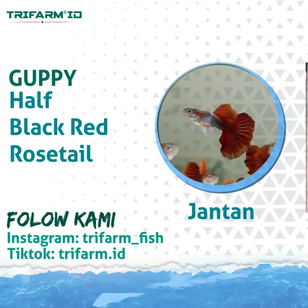 HB Red Rosetail 1 Pasang