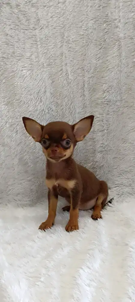 Chihuahua puppy