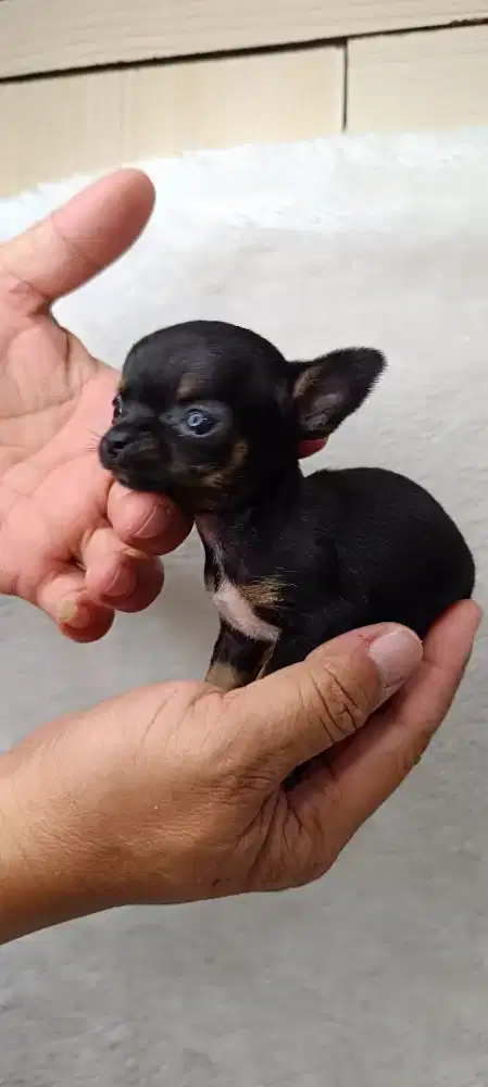 Chihuahua Puppy