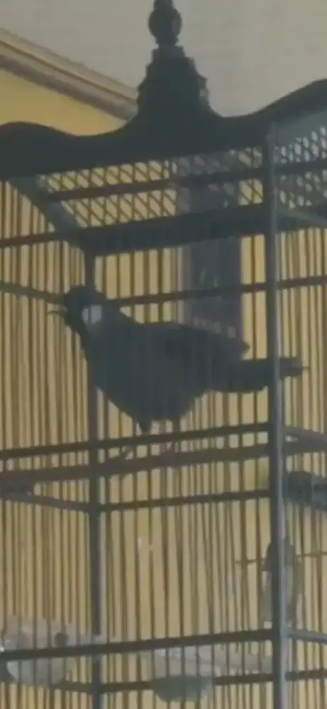 Poksay hongkong gacor buka ekor