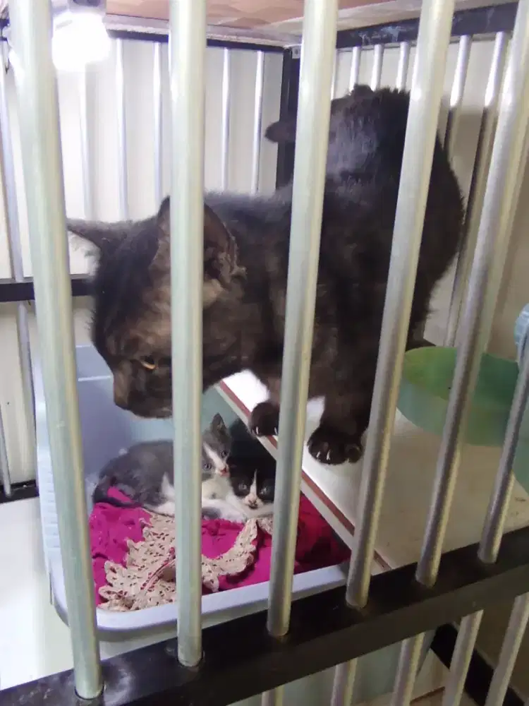 Indukan munchkin dan anak fold mix BSH