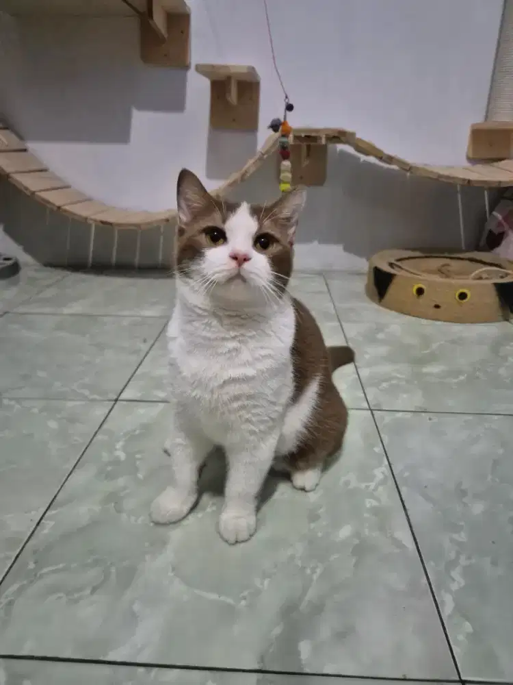 BSH Jantan Cinamon Ped WCF