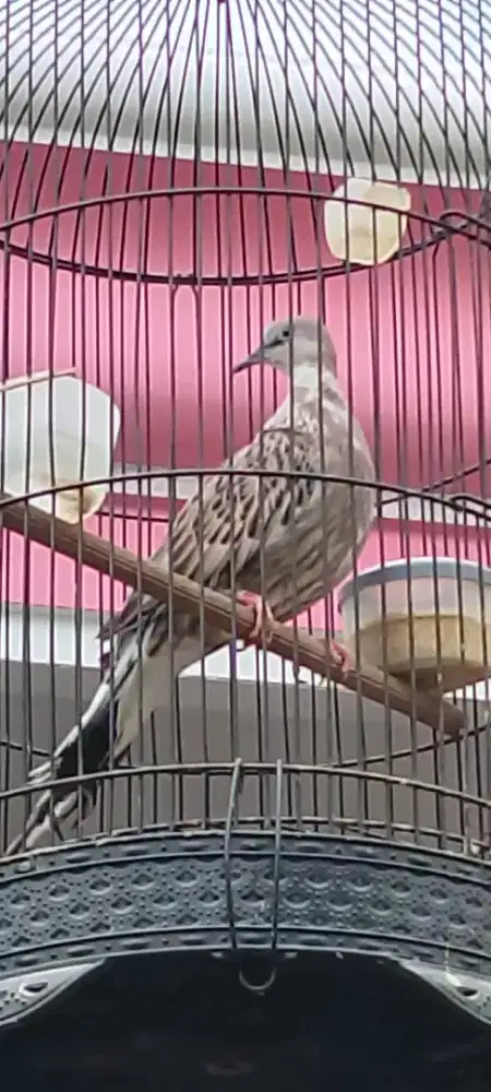 Jual burung derkuku leopard jantan gacor wz mbekur2