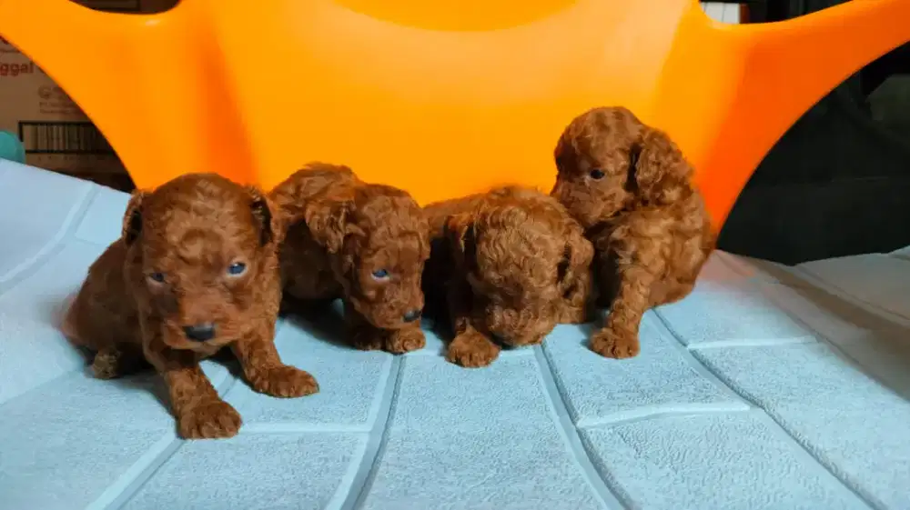 Mini poodle open adopted 4 red poodle