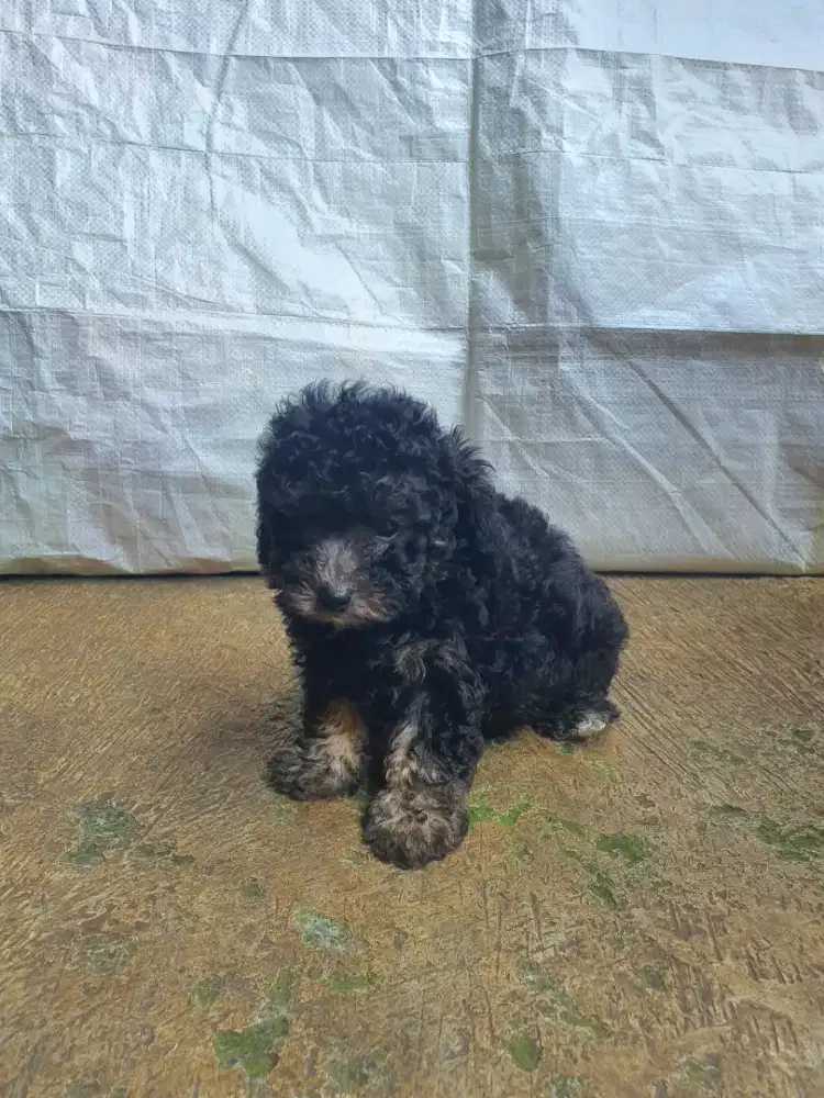 Jual Toy Poodle Silver Jantan