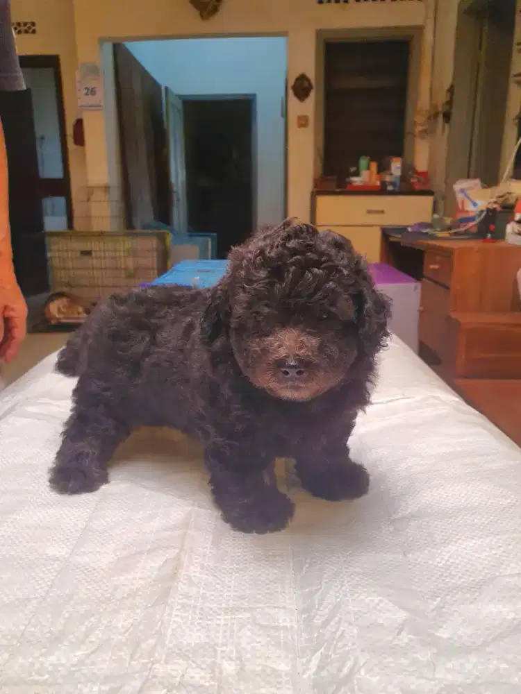 Jual Toy Poodle Silver Jantan