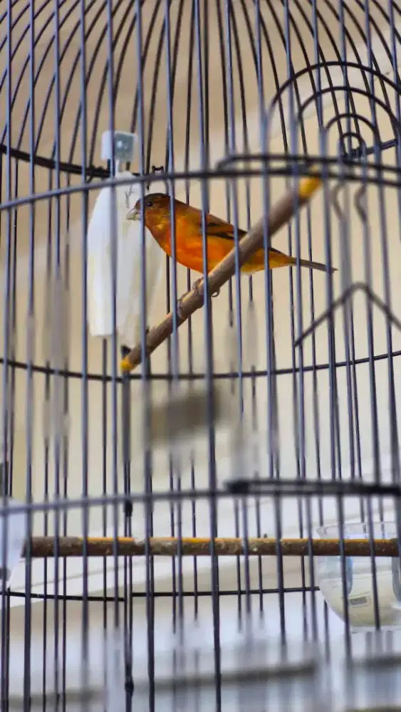 Dijual mule harian gacor