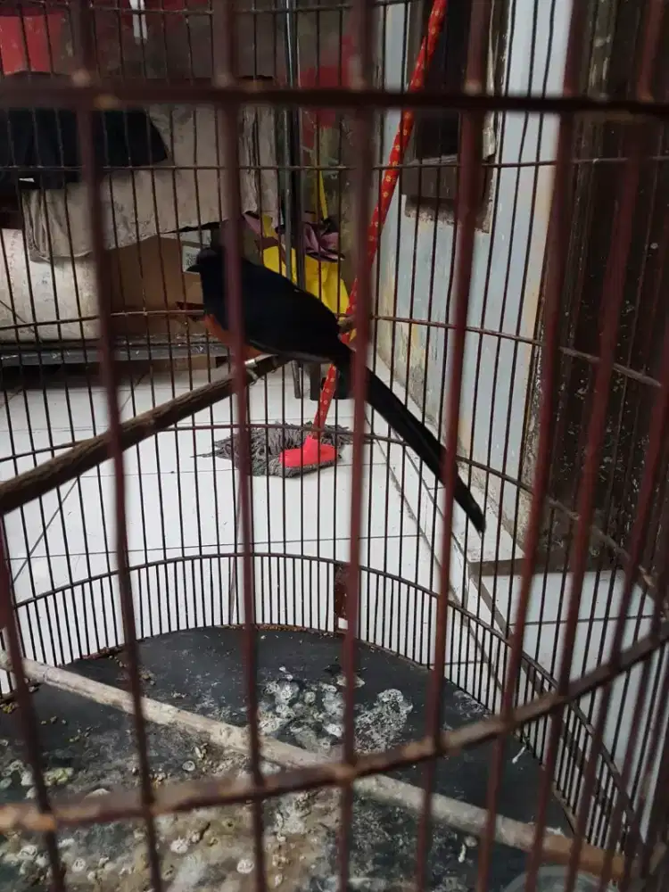 muray gacor ring doble isian