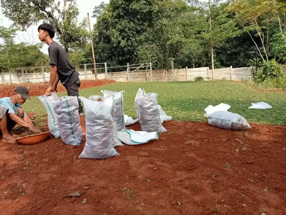 Rumput gajah mini murah