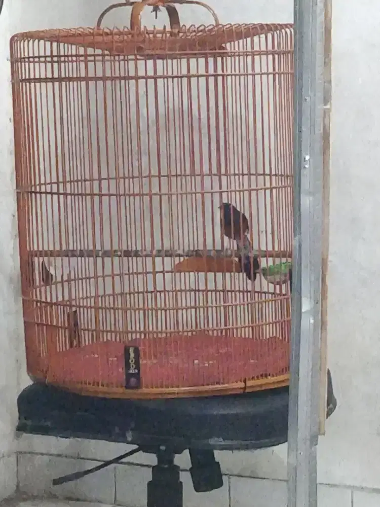 Jual burung murai batu
