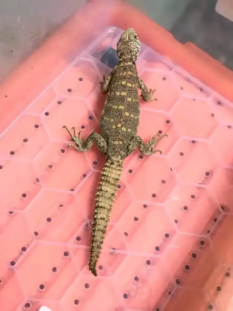 Uromastyx ornata