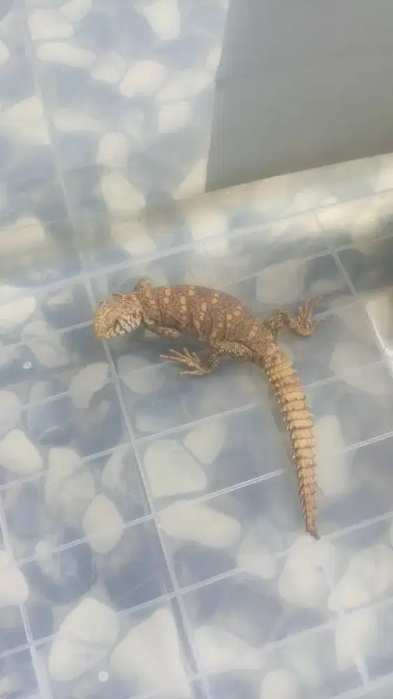 Uromastyx ornata