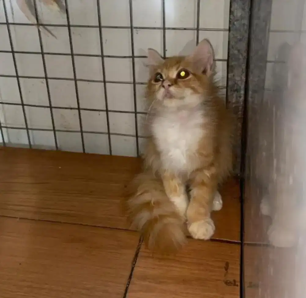 Jual kucing persia 3 bulan