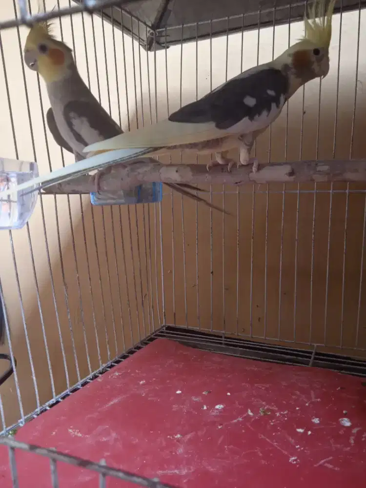 Parkit Australia falk