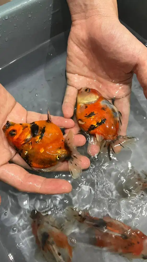 Koki Oranda,ryukin,demekin,ranchu