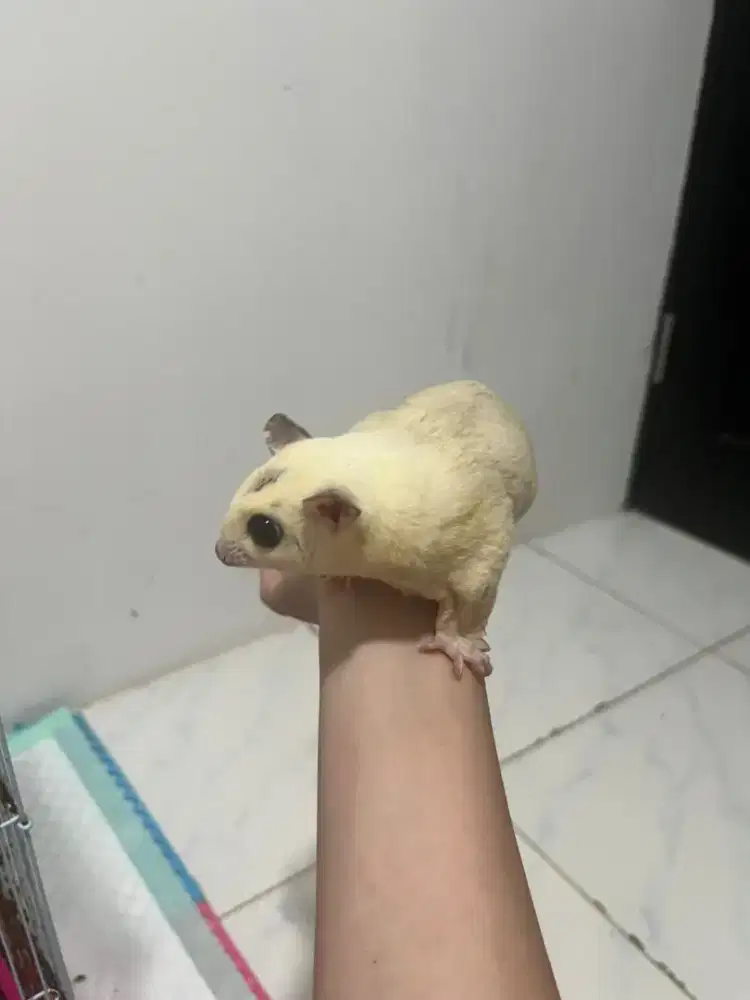 Jantan obes sugar glider mozaik 1tahun