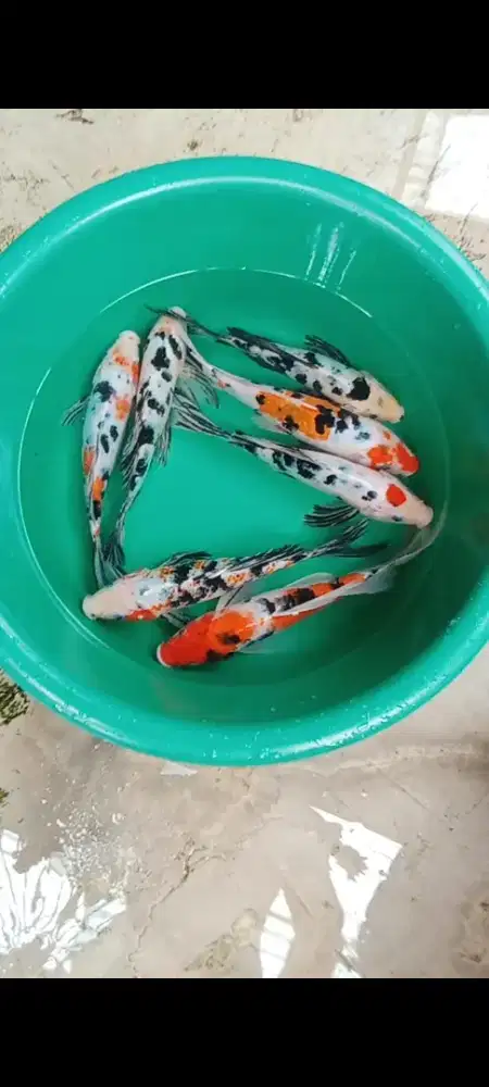 Koi selayer warna