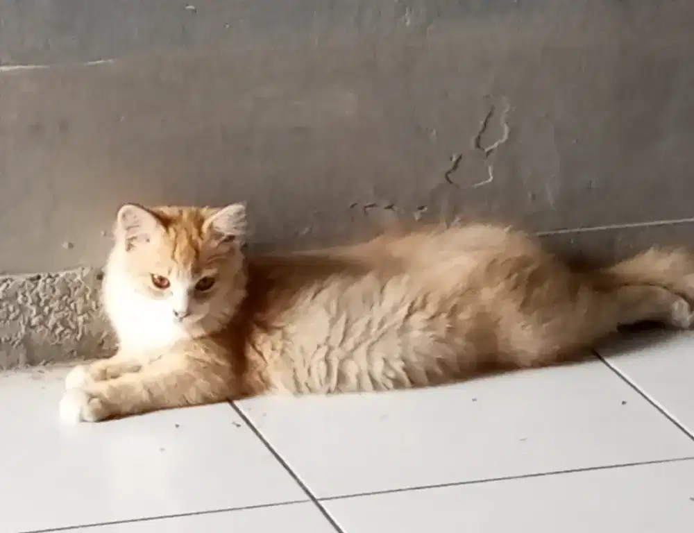 Kucing lucu imut