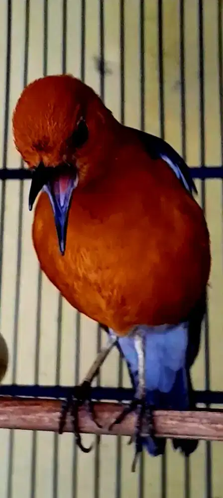 BURUNG ANIS CACING GACOR TELER NITIK