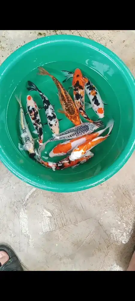 Koi mix 10 e size 22-24 cm