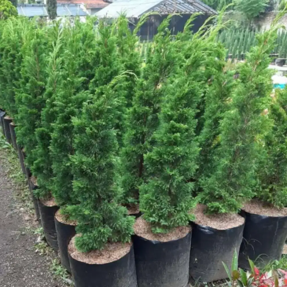 Menjual pohon hias cemara lilin pohon natal