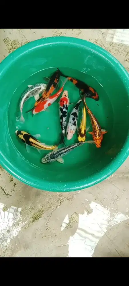 Koi mix 17-19 cm 10e