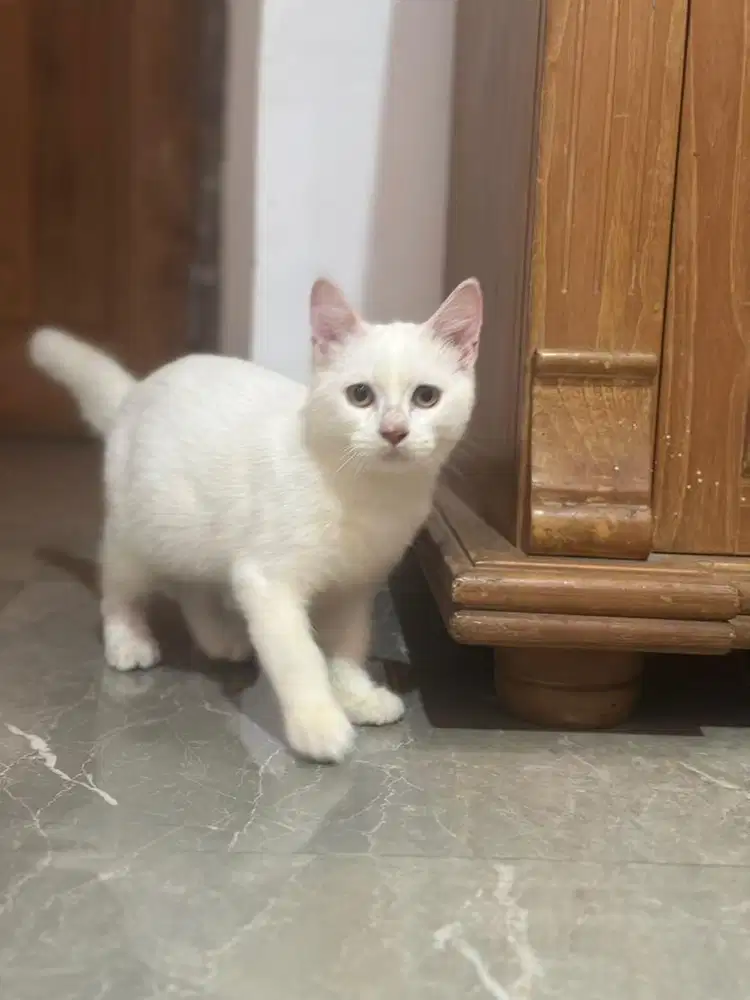 Kucing Bsh Non Cebol