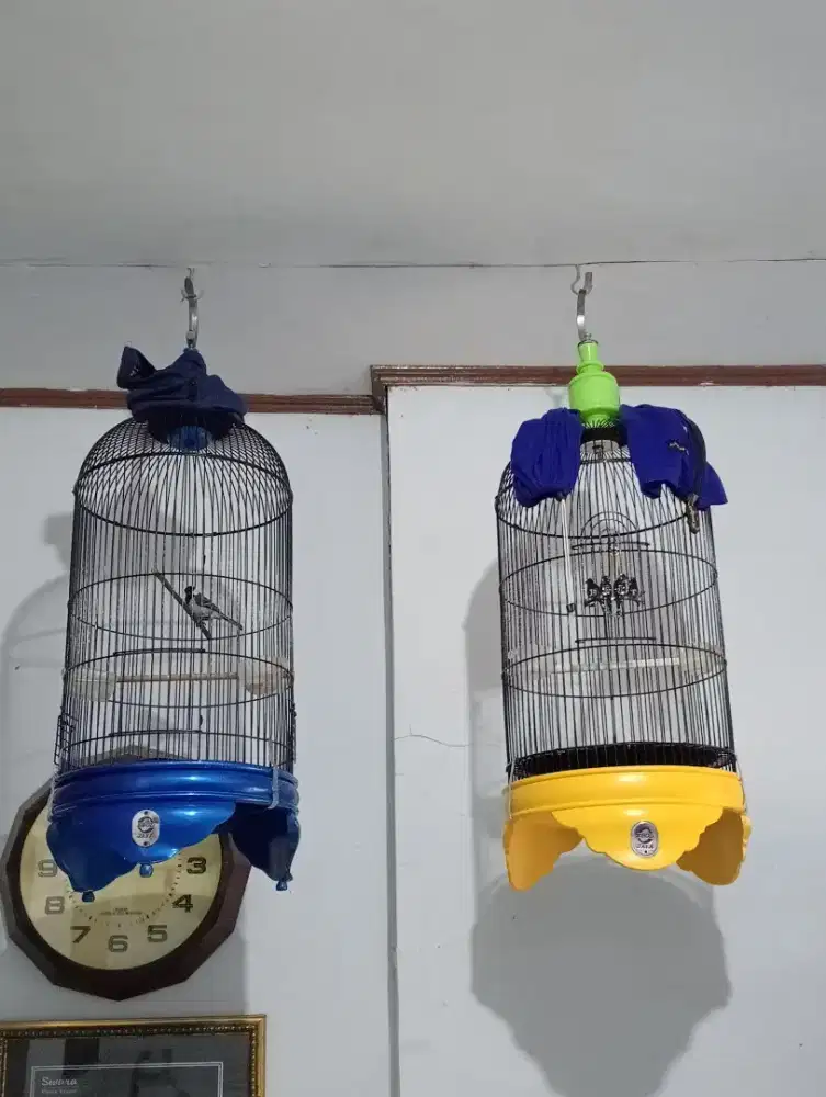 Kandang lakbet merk ebod fulset borong