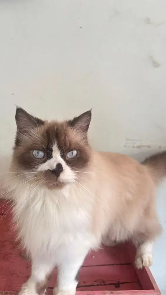 dijual kucing ragdoll dewasa