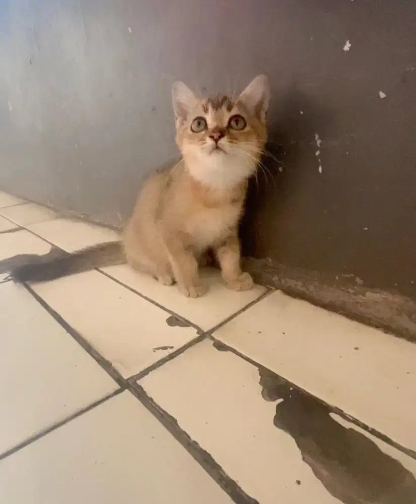 Kucing bsh golden mix munckhin