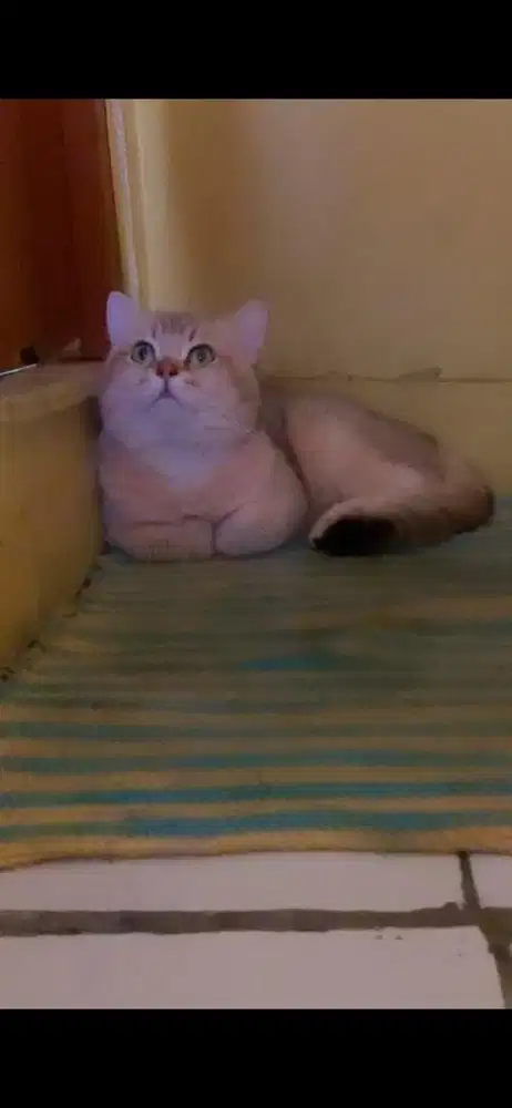 Kucing bsh golden jantan