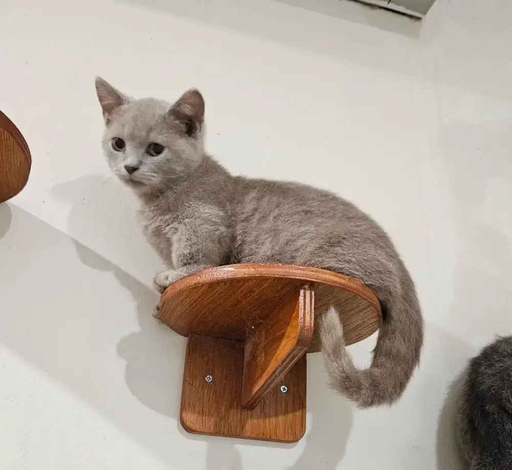 Kucing Munchkin BSH ( British Shorthair) Kitten Lilac