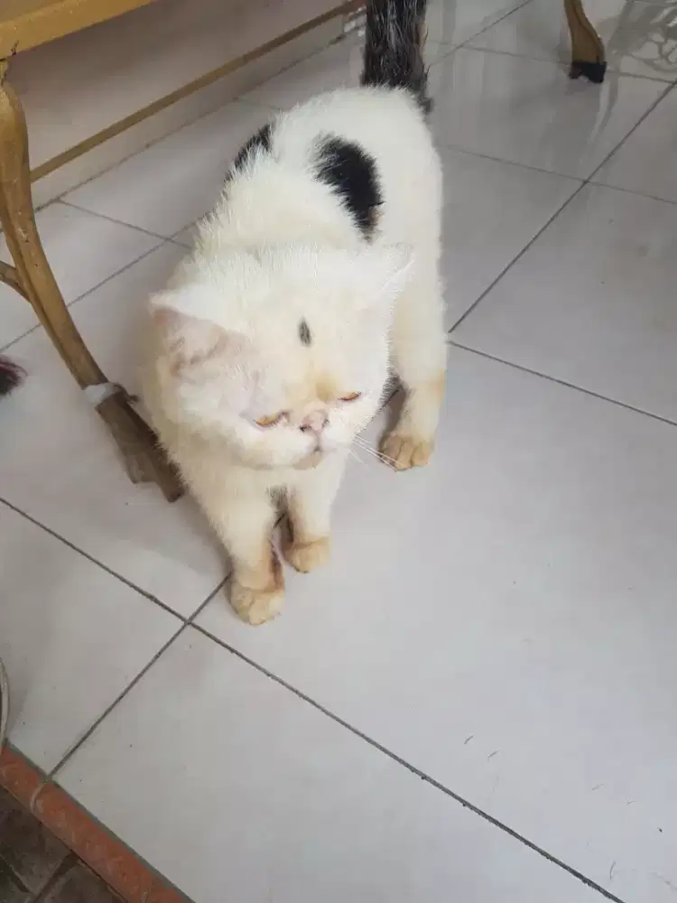 LA peaknose jantan siap kawin