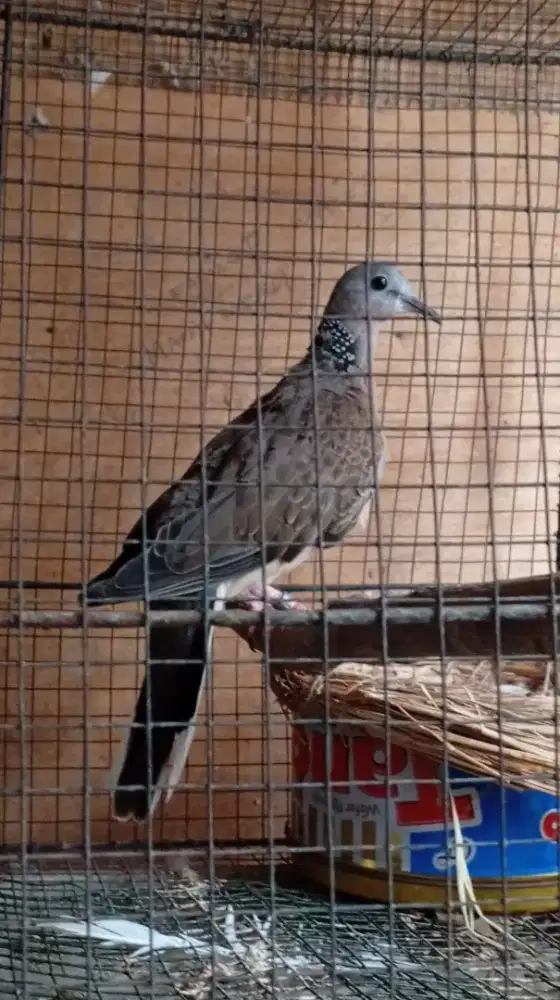 Burung Derkuku Sinom Betina Dewasa (Baca Deskripsi Iklan)