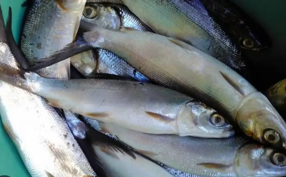 Ikan fresh lngsng tambak