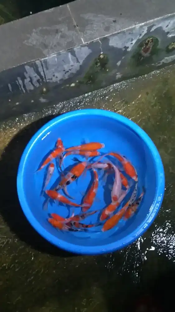 Ikan koi size 15cm sampai 20cm