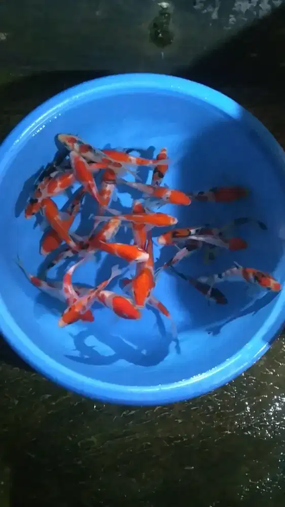 Ikan koi size 15cm