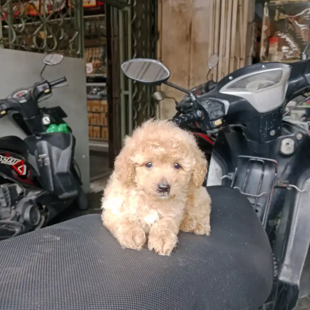 Apricot poodle jantan