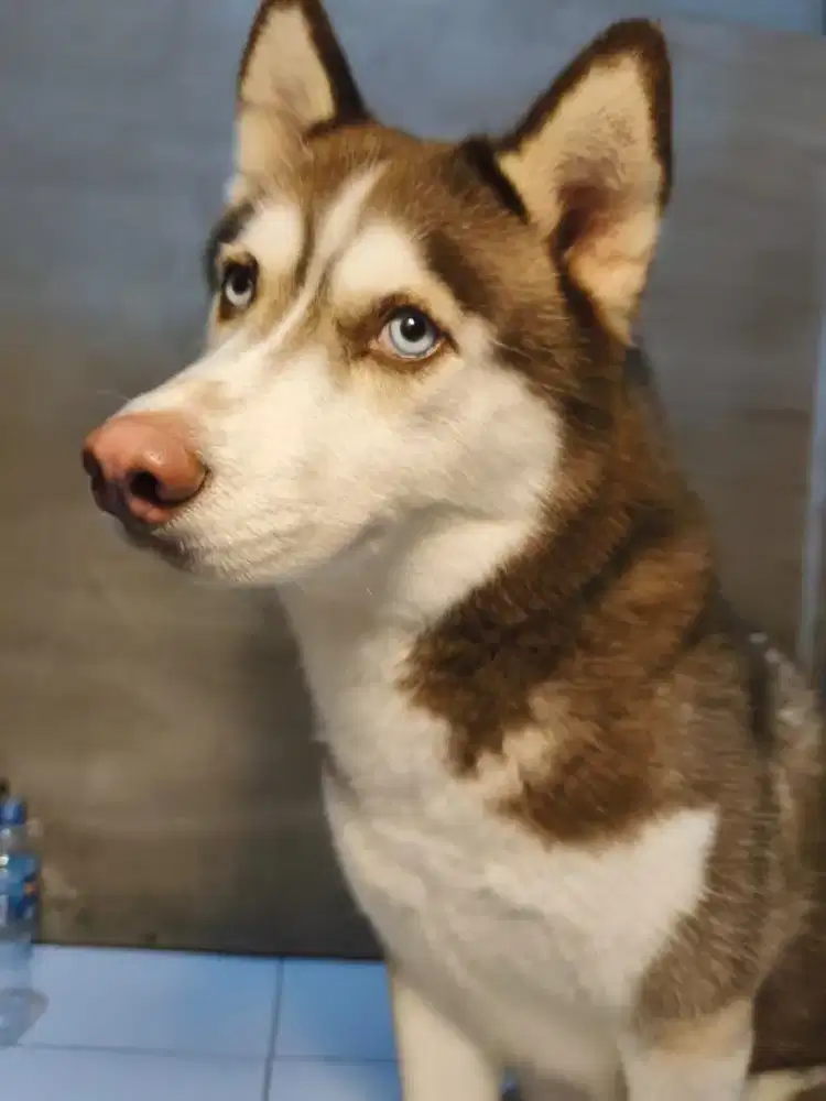 Dijual anjing Husky indukan