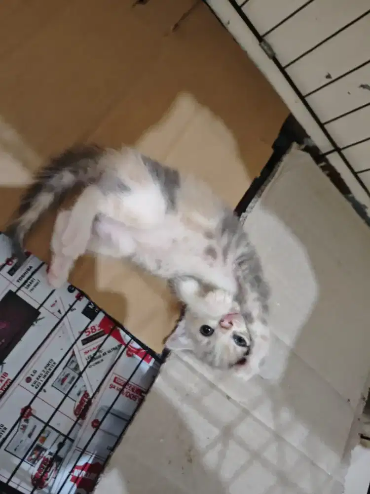 Scottish fold betina