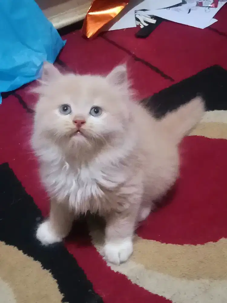 Kucing Persia Flatnose Jantan Big Bone