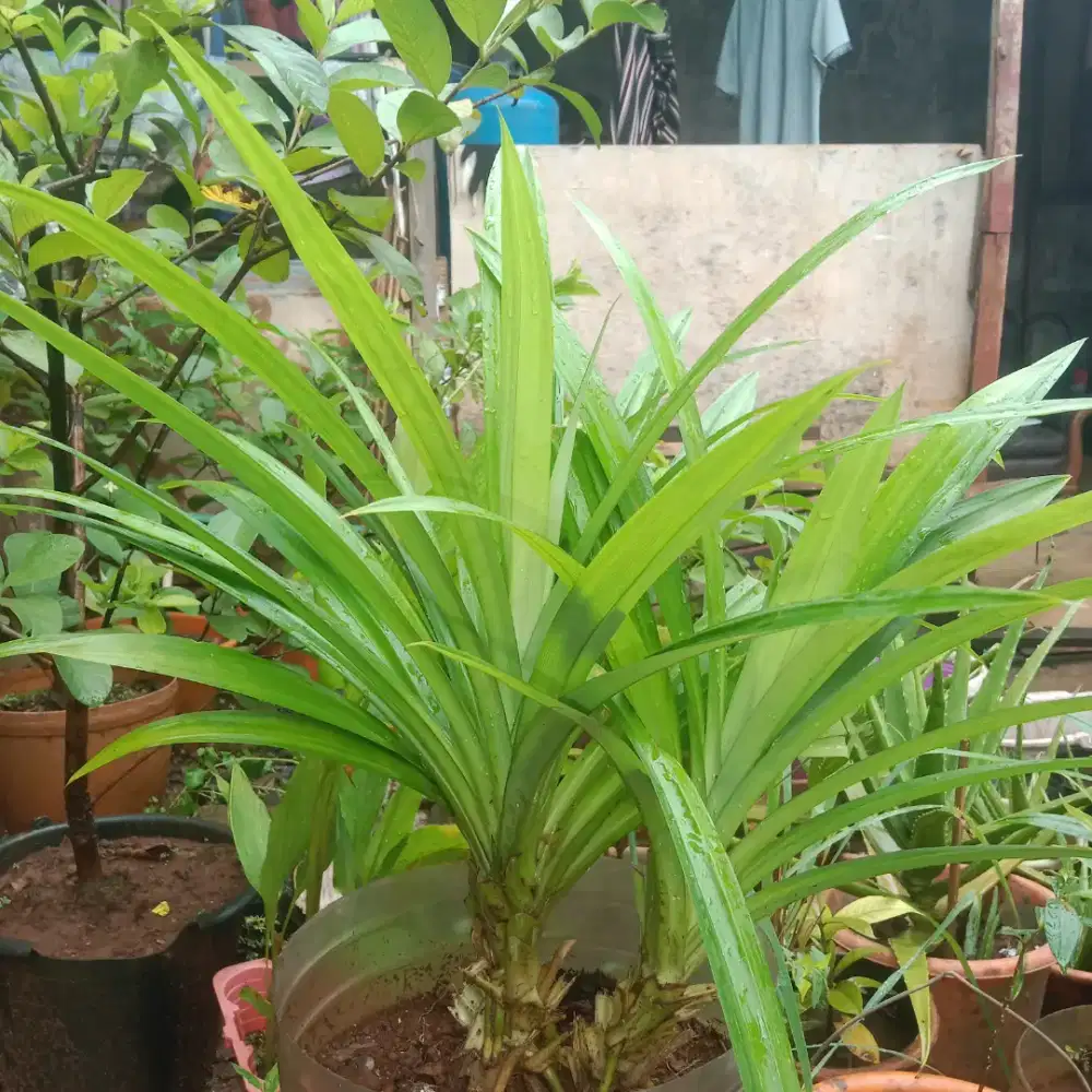 Jual tanaman obat dan hias