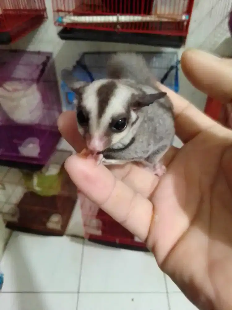 Sugar glider jinak lucu